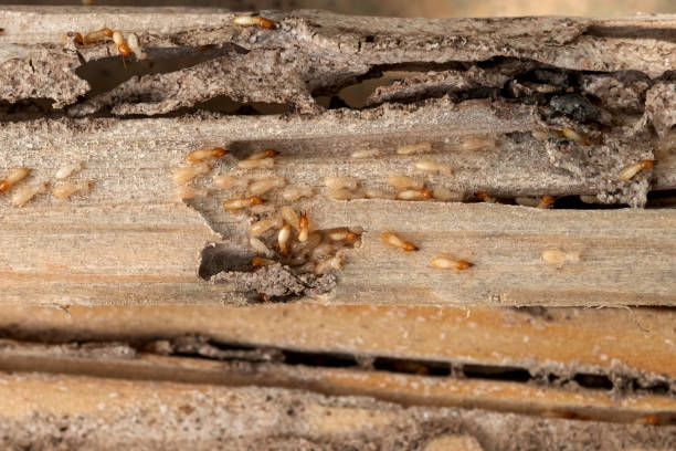 Best Pest Prevention Services  in Weeping Water, NE
